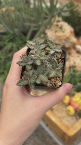 Euphorbia tulearensis-Euphorbia-video-58