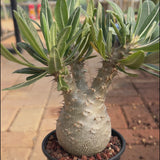 Pachypodium rosulatum var. gracilius-Pachypodium-video-46