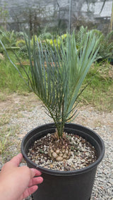 Cycas cairnsiana-Cycas-W5.5cm-video-3