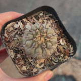 Copiapoa cinerea-W3.5-4.5cm-video-6