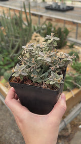 Euphorbia tulearensis-Euphorbia-video-26