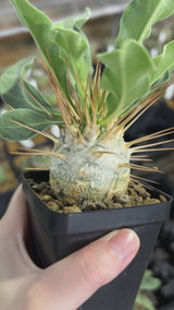 Pachypodium namaquanum-Pachypodium-image-11