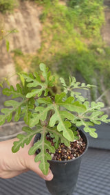 Adenia sp.nova-Adenia-video-6