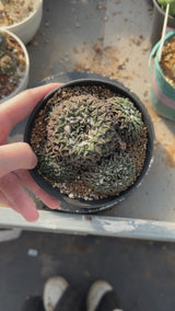 Ariocarpus kotschoubeyanus var. elephantidens