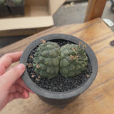 Euphorbia gymnocalycioides | Crested-Euphorbia-video-4