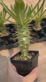 Pachypodium ambongense-Pachypodium-W3-4cm-video-3