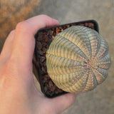 Euphorbia obesa-Euphorbia-W4-5cm-video-6