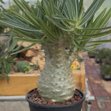 Pachypodium rosulatum var. gracilius-Pachypodium-video-103