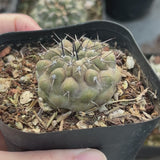 Copiapoa cinerea-W3.5-4.5cm-video-24