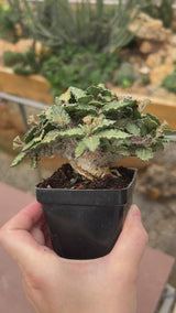Euphorbia tulearensis-Euphorbia-video-15
