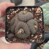 Frailea castanea | Frailea asterioides | Crested | Large-sized-Frailea-W5-5.5cm-video-16