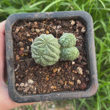 Euphorbia obesa | Crested-Euphorbia-W4-5cm-video-6