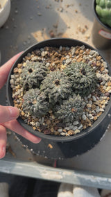 Ariocarpus kotschoubeyanus var. elephantidens