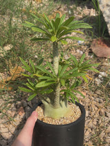 Dorstenia gigas-Dorstenia-W6cm-video-5