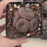 Frailea castanea | Frailea asterioides | Crested | Large-sized-Frailea-W5-5.5cm-video-3