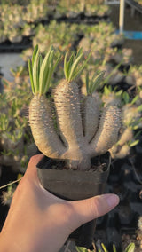 Pachypodium inopinatum-Pachypodium-video-8