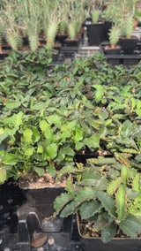 Euphorbia ambovombensis Seeds-Euphorbia-video-2