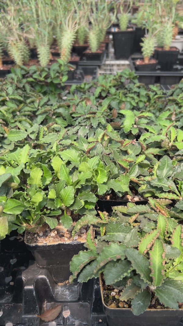 Euphorbia ambovombensis Seeds-Euphorbia-image-2