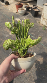 Euphorbia sp.