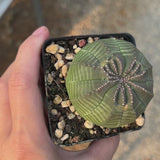 Euphorbia obesa-Euphorbia-W4-5cm-video-18