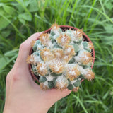 Coryphantha elephantidens 'Thorn Crested'-Coryphantha-W6-8cm-video-5
