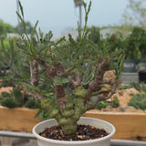 Senna meridionalis-Senna-H4-6cm&W8-10cm-video-27