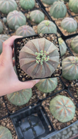 Euphorbia obesa-Euphorbia-W4-5cm-video-20