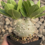 Pachypodium eburneum-Pachypodium-H4-6cm-video-4