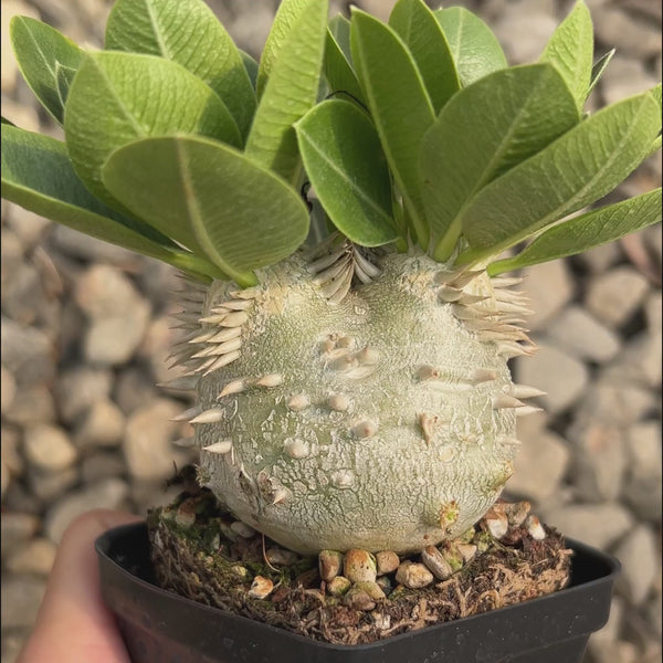 Pachypodium eburneum-Pachypodium-H4-6cm-image-4
