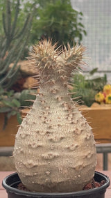 Pachypodium rosulatum var. gracilius-Pachypodium-video-18
