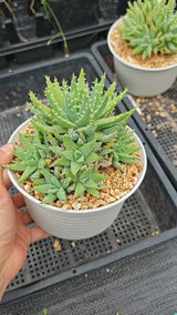 Aloe brevifolia