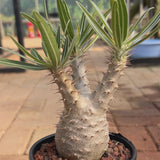 Pachypodium rosulatum var. gracilius-Pachypodium-video-5