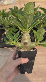 Pachypodium baronii var.windsorii-Pachypodium-W3.5-4cm-video-9