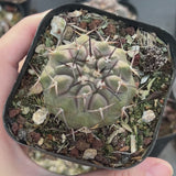 Copiapoa cinerea-W3.5-4.5cm-video-30