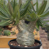 Pachypodium rosulatum var. gracilius-Pachypodium-video-79