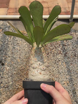 Euphorbia unispina-Euphorbia-W5-6cm-video-9