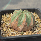 Euphorbia obesa | Crested-Euphorbia-W4-5cm-video-17