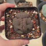 Frailea castanea | Frailea asterioides | Crested | Large-sized-Frailea-W5-5.5cm-video-12