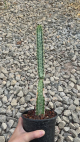 Euphorbia quadrangularis-Euphorbia-video-3