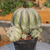 Euphorbia horrida-Euphorbia-W3-4CM-video-26