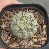 Copiapoa cinerea-W3.5-4.5cm-video-18