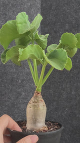 Cyphostemma uter var. macropus (Angola)