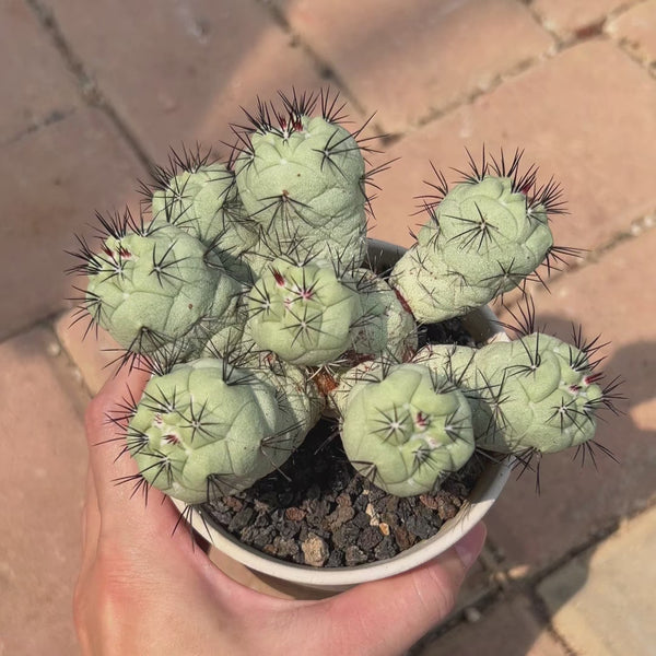 Ortegocactus macdougallii-Ortegocactus-image-5