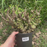 Senna meridionalis-Senna-H4-6cm&W15-20cm-video-9