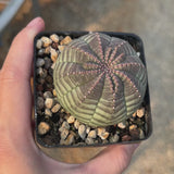 Euphorbia obesa-Euphorbia-W4-5cm-video-15