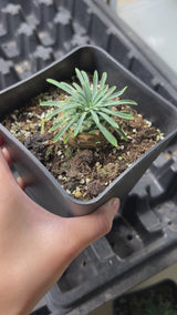 Euphorbia bupleurifolia × Euphorbia stellaespina-Euphorbia-video-2