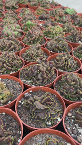 Echinopsis cv. Chocolate f. Monstrose-Echinopsis-W8-9cm-video-12
