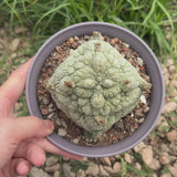 Pseudolithos migiurtinus-Pseudolithos-video-10