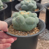 Lophophora fricii