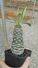 Euphorbia pachypodioides 12